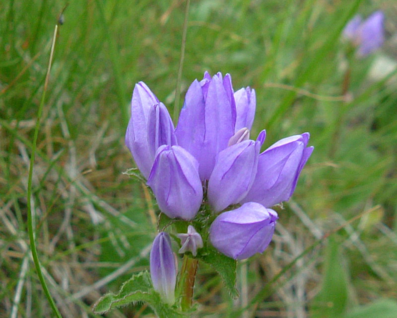 Campanula glomerata / Campanula agglomerata